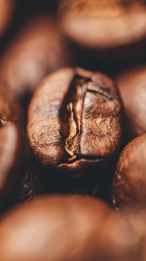 grano de cafe el criollo